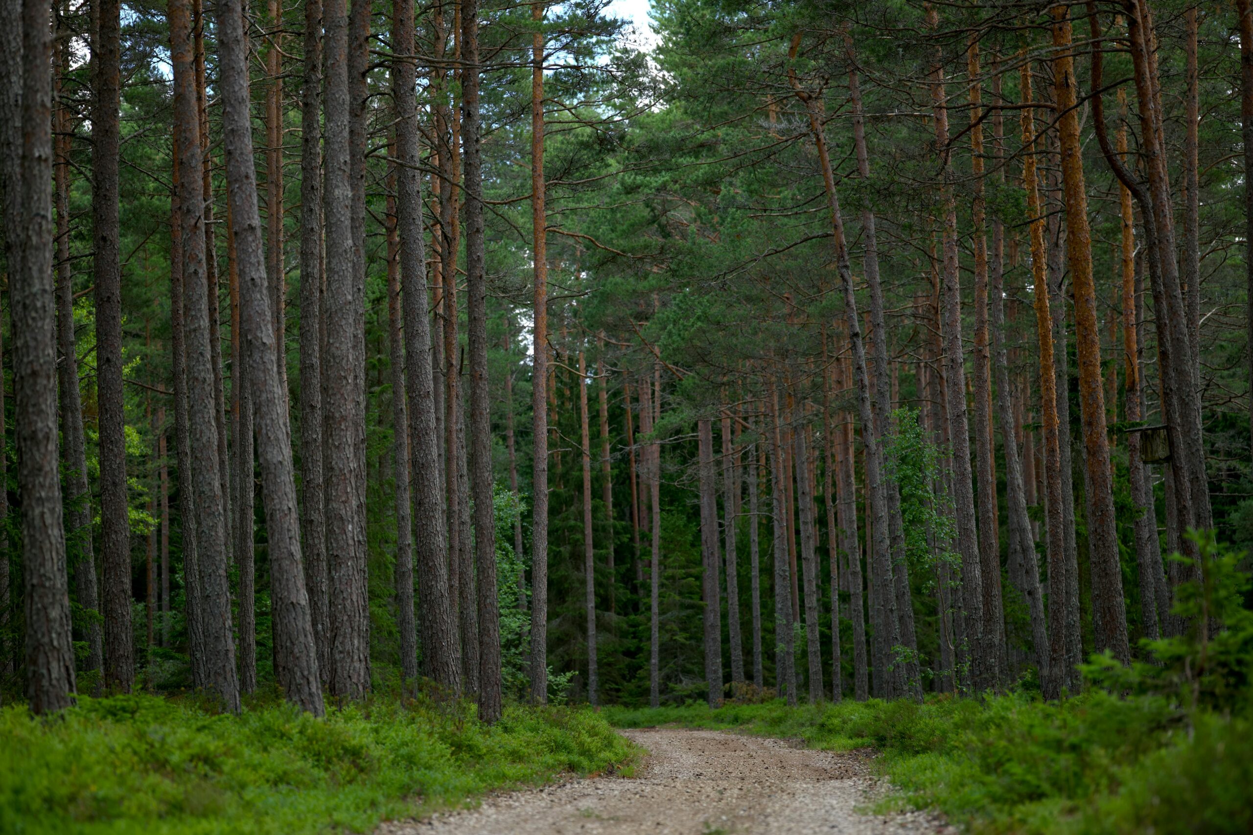 Kostenloses Stock Foto zu bäume, feldweg, führend