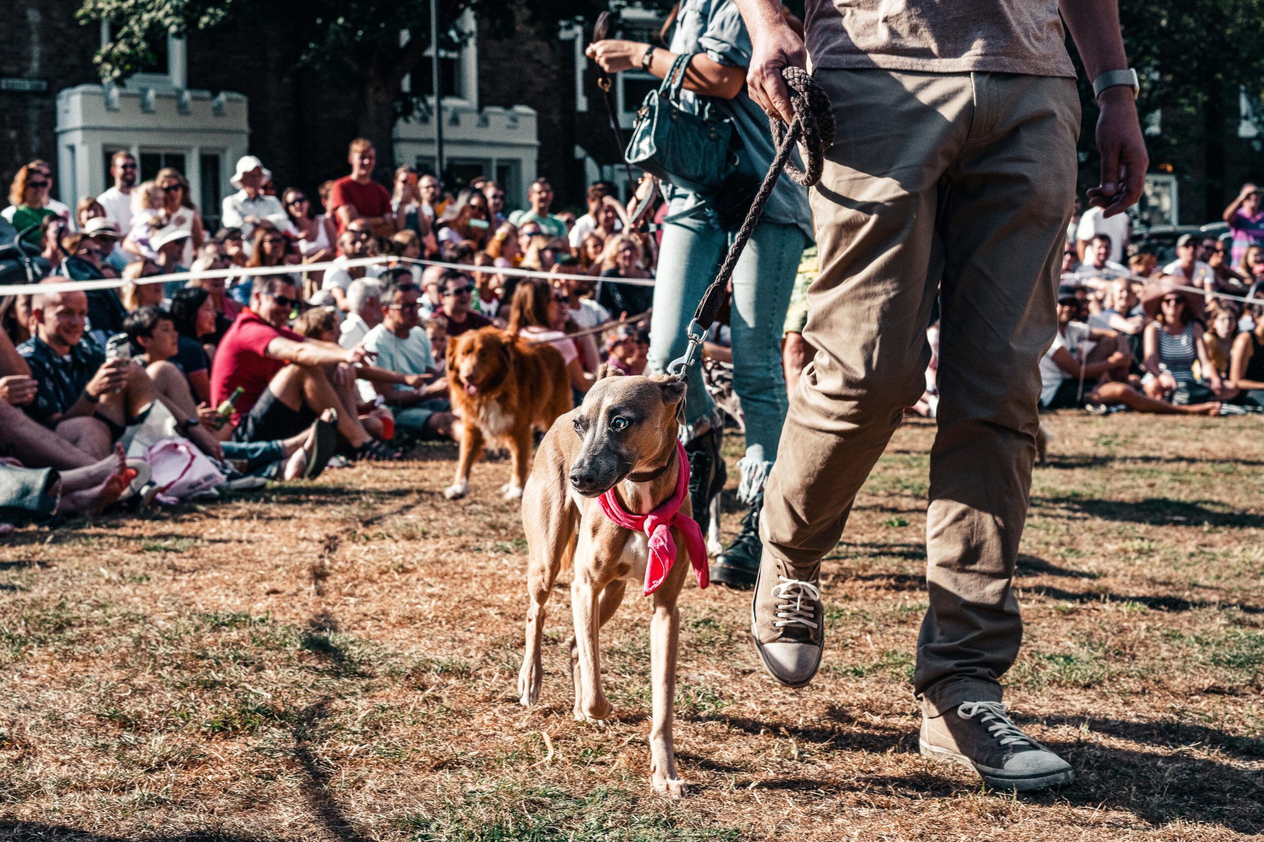 Mann In Braunen Hosen, Die Braunen Kurzen Beschichteten Hund Halten