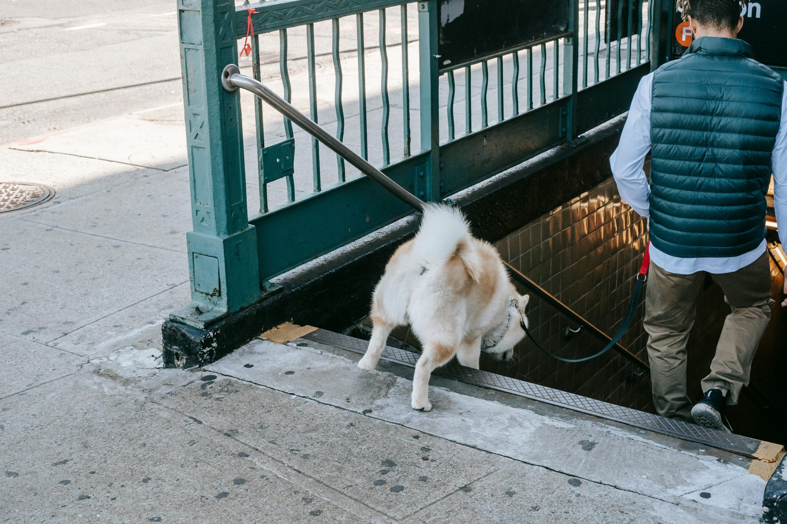 Weißer Und Brauner Kurz Beschichteter Hund Auf Grauem Betonboden