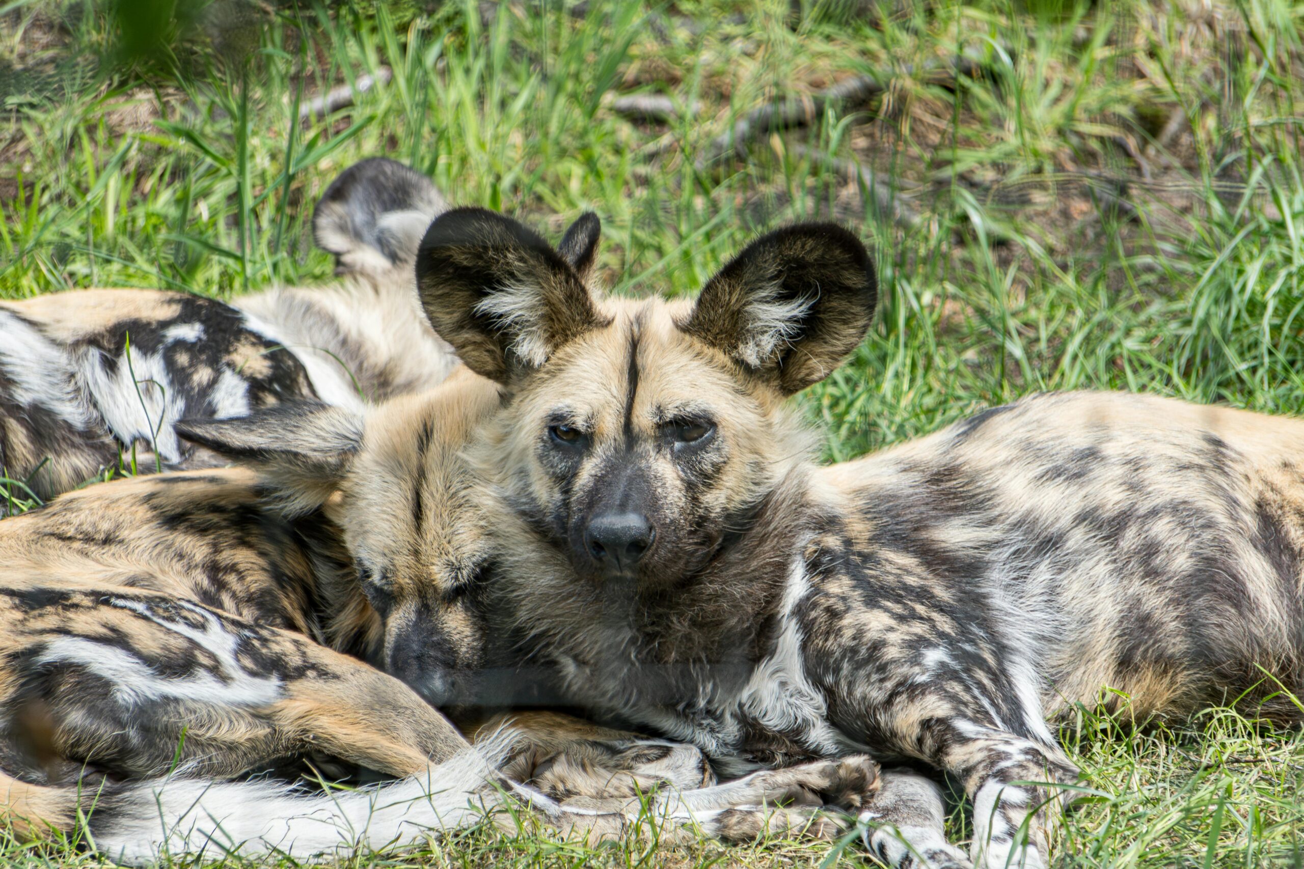 Eine Gruppe afrikanischer Wildhunde entspannt sich tagsÃ¼ber auf Grasland in GroÃŸbritannien.